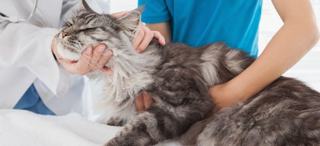 Фото 34 — Симптомы и лечение астмы