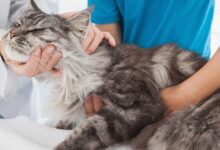 Photo of Симптомы и лечение астмы