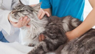 Photo of Симптомы и лечение депрессии