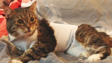 Photo of Симптомы и лечение рака