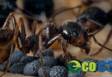 Photo of Эффективные способы борьбы с гастритом