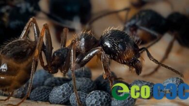 Photo of Эффективные способы борьбы с гастритом