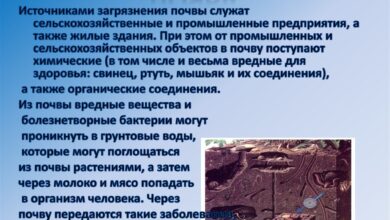 Photo of Влияние окружающей среды на здоровье и способы защиты